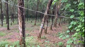 bán 10.000m2 đất có 400m2 thổ cư-4 mặt tiền-q4/2025 triển khai ccn bù nho-phú riềng - đồng nai