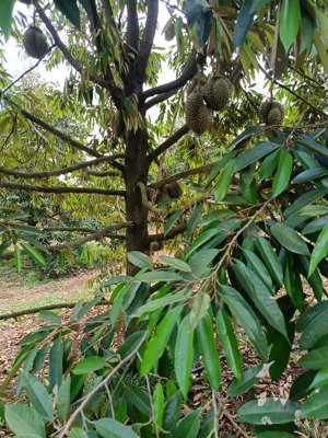 chính chủ bán lô vườn sầu riêng thái cho trái 720tr