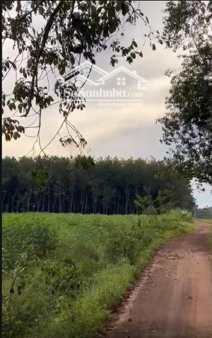chính chủ bán lô đất trồng cây lâu năm long nguyên bàu bàng dt 29 ha giá 25 tỷ có thương lượng