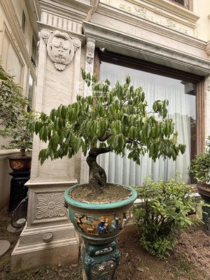 bán biệt thự đẹp tại vinhomes riverside, 99,9 tỷ, 215m2, 5 tầng, mặt tiền 8,7m