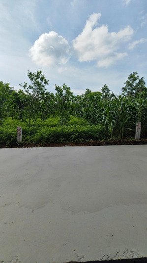 202m2 đất thổ cư, sổ riêng, xuân trường 720 triệu lh 