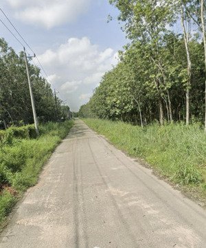 cho thuê đất trống mặt tiền dh514 phước hoà tp hcm cách dt741 khoảng 3km