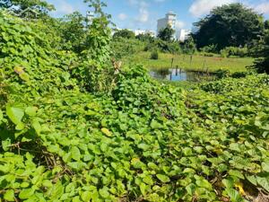 Chính Chủ Bán Đất 2 Mặt Tiền Vườn Cây Lâu Năm Tại Phường Châu Phú B, TP Châu Đốc, An Giang.