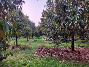 vườn trái cây ở xuân lập,tp long khánh, đồng nai, 3,3 tỷ, 1814 m2