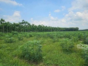 chủ bán hơn 8 mẫu đất tại minh thạnh, dầu tiếng, bình dương ô tô tới đất, 215 m mặt tiền