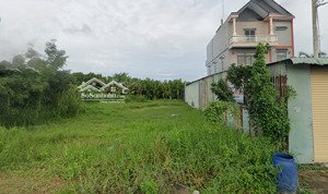 bán đất tại trần tử bình, tân thông hội, củ chi, 232 m2 sổ hồng riêng, dân cư đông