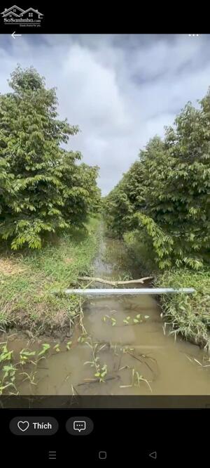 bán hơn 2 công đất đang trồng cây lâu năm hiện đang cho trái