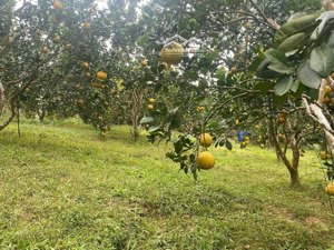 cần bán 6590m2 sẵn 500m2 tc view cánh đồng cực thoáng tại kim lập - kim bôi giá 8.x tỷ