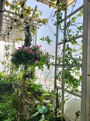 bán căn hộ penthouse chung cư hh3 linh đàm giá rẻ