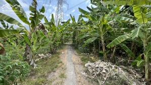 Đất lúa xã bình quới giá rẻ