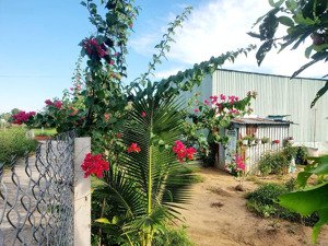 bán gấp 500m2 đất vườn thị trấn cần giuộc, hướng đông nam, phù hợp xây nhà vườn nghỉ dưỡng