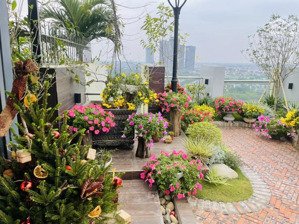 chính chủ cần bán siêu phẩm penhouse diện tích rộng khu rừng cọ