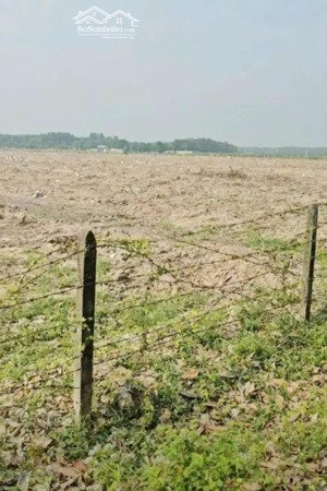 bán 5ha đất long nguyên, bàu bàng, bd, đất 2 mặt tiền vuông vức, mt đường 400m, lh: 