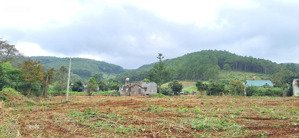 view rừng thông nguyên sinh, 600m² sẵn thổ cư 1 tỷ 3 gia lâm - nam ban, lâm hà ven đà lạt