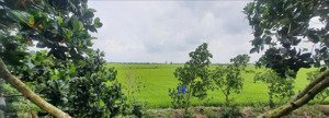 bán đất lúa: 36.000m² (mặt tiền 100m, nở hậu) đường đá xe ba gác, xã ba sao