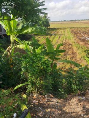 Đất nền đường An Phong - Mỹ Hòa xã Phú Lợi huyện Thanh Bình ĐT, cách chợ Phú Lợi 500m