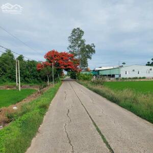 Bán đất lúa ngộp gần đường vành đai đường bê tông 5m xã lợi bình nhơn tp tân an.long an