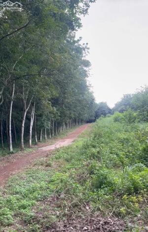 BÁN ĐẤT ĐANG XIN SKC VĨNH HOÀ PHÚ GIÁO BÌNH DƯƠNG