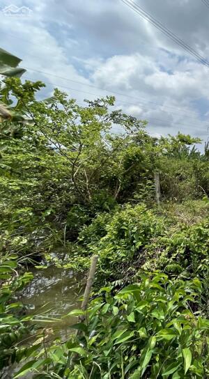 Đất lúa giá rẻ xã bình quới