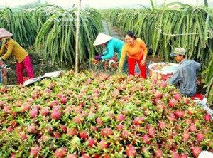 3,4 mẫu đất vườn đang trồng 3800 trụ thanh long đang thu hoạch giá rẻ