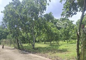 bán 1.000m2 vườn trái cây có thổ cư - ấp 4 bình lộc - long khánh - đồng nai