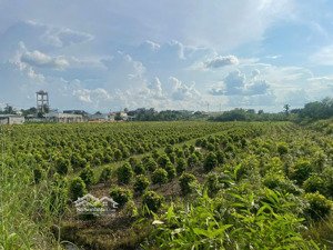 chính chủ bán 5000m2 đất nông nghiệp ngay mặt tiền đường vườn thơm, xã bình lợi, bình chánh