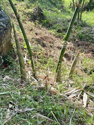 chào bán cặp đất 200m2 dựa lưng võ nguyên giáp, ngay trung tâm tài chính, 49,5 tỷ