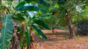 Nhà Xưởng Lớn Tân Bình Vĩnh Cửu , Có đất sân vườn . Ngang 35m