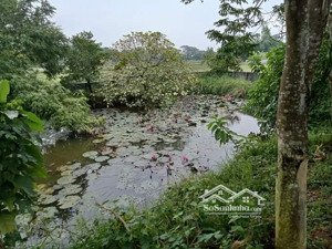 bán 1160m2 (50m2 đất ở) tại thôn suối nẩy, xã hòa sơn bám suối siêu đẹp. giá 4,6 tỷ