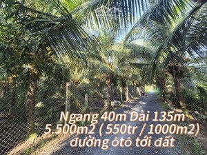 5500m2 vuờn dừa đang cho trái . 550triệu /1000m2 -thạnh nhựt- gò công tây- tiền giang