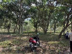 bán đất tại tỉnh lộ 955b, lương phi, tri tôn, an giang, giá ưu đãi 4,667 tỷ, 3453 m2