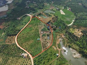 bán rẫy 3.5 héc trồng full sầu riêng sang năm cho bói, bám đường bê tông (2 oto đi thoả mái) 330m