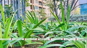 căn hộ hiếm có sân vườn riêng tại akari city