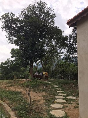 bán nhà vườn xã ba, đông giang, nay là xã sông vàng đà nẵng