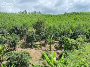 bán đất view đẹp Hồ Cây Sung rộng 2,5 hecta cách Nha Trang 35p giá chỉ 100k/m2 LH 0788.558.552