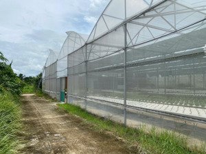 cho thuê farm trồng rau thuỷ canh công nghệ cao tự động