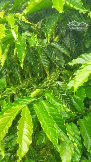 1 siêu phẩm cafe nguồn thu cực khủng lên đến vài chục tấn nhân