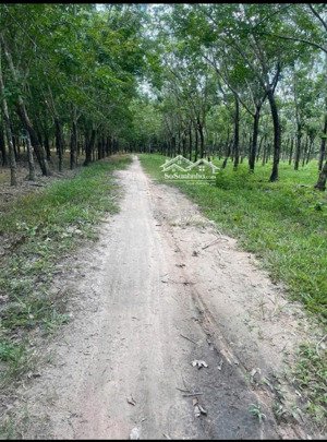 bán đất ninh điền châu thành, 2 mẫu 2 hơn 200m mặt tiền, đường ô tô