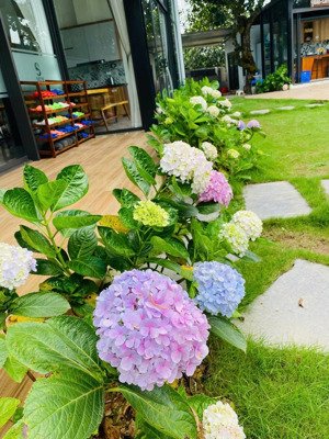 bán khu nghỉ dưỡng siêu vip yên bài, vân hòa ba vì