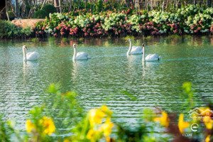 biệt thự đảo rẻ quạt - villa đơn lập mặt tiền sông lần đầu tiên xuất hiện tại eco retreat long an