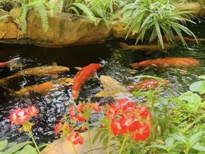 bán nhà phân lô vườn đào lạc long quân, nhật tân, tây hồ. lô góc, gara, thang máy dt 110m2. lotte