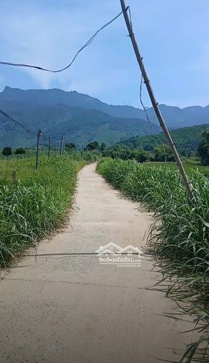 đất trồng cây hằng năm hòa bắc, 780m2 ngang rộng rãi 37m, giá rẻ.