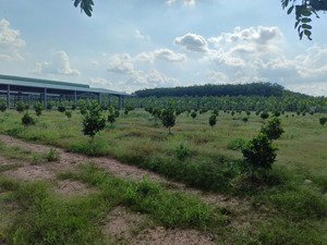 bán nhanh lô đất 250m2/400tr tại an thái, phú giáo, bình dương, shr, gần ubnd. lh ngân