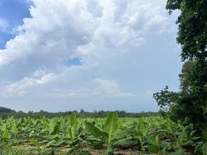 chính chủ gửi bán 4ha đất đỏ bazan xã bàu lâm, tp hcm. giá đầu tư. lh 