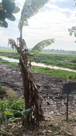 bán đất tại xã tân bình, tân thạnh, long an, 549 triệu, 1736 m2, hot