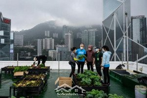 cho thuê cả tòa nhà vp phố nguyễn khang,cầu giây,hà nội,dt 93m2 x 8 tầng,tm,giá 75tr/tháng