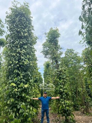 cần bán trang trại 2 mt gần hồ ea knốp, thôn ea sinh 2, xã cư ni, huyện ea kar, daklak
