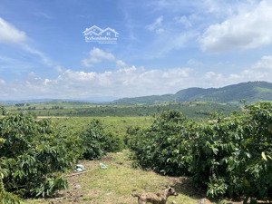 bán đất tại xã ninh gia, đức trọng, lâm đồng, 2,4 tỷ, 8139 m2