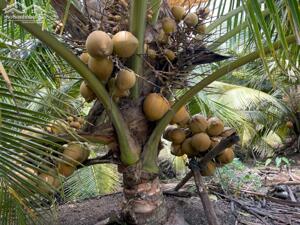 7,8công vườn ấp Long Hoà B,Long Định,Châu Thành,Tiền Giang