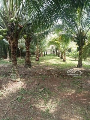 đất xã phước bình cũ, ngay cụm kcn phước bình và kcn mỹ xuân, đường nhựa thông, shr sẵn.